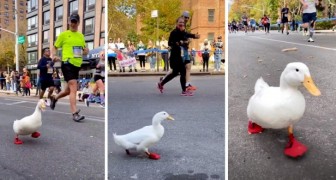 Quest'anatra corre la maratona di New York e diventa campionessa indiscussa del web