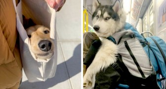 16 foto's van mensen die besloten hebben hun honden in hun tas te doen om ze niet alleen thuis te laten