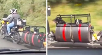 Om de honden mee op vakantie te kunnen nemen, heeft deze motorrijder zijn motor met een wagon helemaal voor hen aangepast (+ VIDEO)