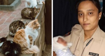 Zwerfkatten miauwen naar een afvoer en trekken de aandacht van bewoners: er lag een achtergelaten baby