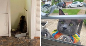 15 keer waarin katten hebben besloten om schaamteloos de ruimte van hun buren binnen te vallen