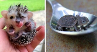 Questi 15 animali in miniatura ci dimostrano che la bellezza sta nelle piccole cose
