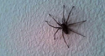 Il voit une énorme araignée sur le mur du salon, mais attendez de voir toute la pièce!