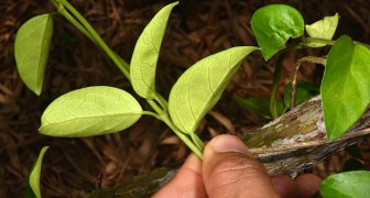 Hersentumor: een team van Italiaanse onderzoekers ontdekt een plant die kan helpen deze te stoppen