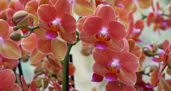 Vous voulez fertiliser les orchidées ? Découvrez comment vous prendre soin d'elles au mieux, pour avoir une floraison luxuriante