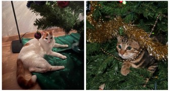 Decorazioni di Natale a prova di gatto: scopri come proteggere albero e addobbi dalla curiosità dei felini