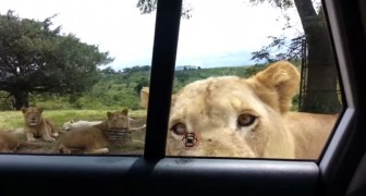 They are watching the lions at the zoo, but something unexpected happens that will make you jump!