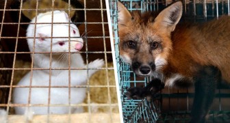L'Italia vieta finalmente gli allevamenti di animali da pelliccia: è il ventesimo Paese in Europa