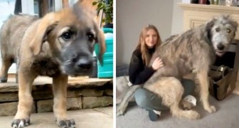 Elle adopte un chiot sans savoir qu'il deviendra l'un des plus grands chiens du monde