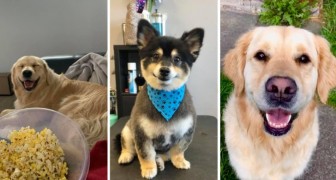 Lächelnde Hunde: 15 Besitzer teilen die liebenswerten Gesichtsausdrücke ihrer vierbeinigen Lieblinge