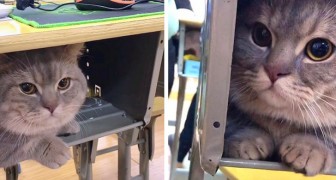 De kat blijft tijdens de les stil onder het bureau zitten: de leerling nam hem stiekem mee naar school