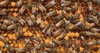 En biodlare lägger upp en bild på en bikupa: ser du drottningen?