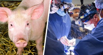 Trapiantato il cuore di un maiale in un uomo gravemente malato: è la prima volta nella storia