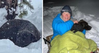 Un chien disparu depuis 4 mois est retrouvé sous un mètre de neige : il est maintenant en sécurité