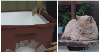 Bauen Sie eine komfortable Hütte, um den Katzen Schutz vor der Winterkälte zu bieten