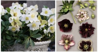 Fiori invernali: scopri come coltivare l'elleboro, una pianta facile e resistente