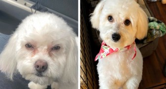 Woman takes her dog to the groomer, but they give her back the wrong puppy