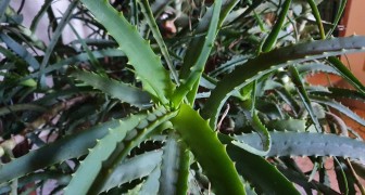 Aloe vera: tanti consigli utili per coltivare una pianta bella e dai mille usi
