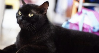 Elle retrouve son chat disparu depuis 8 mois : elle a reconnu son miaulement pendant un appel téléphonique