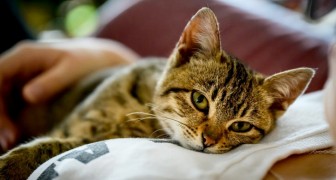 It's either me or the cat: man with a cat allergy gives an ultimatum to his partner