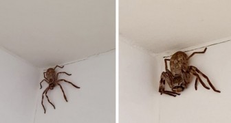 Hon öppnar duschdraperiet och blir skräckslagen när hon hittar en gigantisk spindel på väggen 