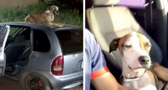 En herrelös hund vaktar en stulen bil tills dess att ägaren kommer och blir adopterad på plats