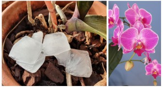 Arroser les orchidées avec des glaçons : ça fonctionne vraiment ? Et comment ça marche ?