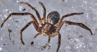 Man finds a large spider in his car and looks after it as if it were a pet: after 1 year, it is still there