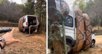 Un gigantesco serpente avvolge un furgone seminando il panico: il video che ha fatto trasalire il web