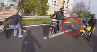 Motorradfahrer finden einen kleinen Hund auf der Straße: Ihr Eingreifen ist lebensrettend