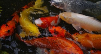 De eerste zoetwatervis zonder graten gecreëerd: het kan een revolutie teweegbrengen in de visserijsector