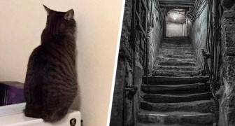 Il gatto fissa una parete del salotto per giorni, lui apre un foro e scopre un seminterrato nascosto