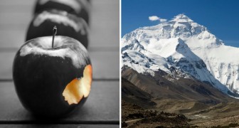 Der schwarze Apfel, der dreitausend Meter hoch wächst und der teuerste der Welt ist