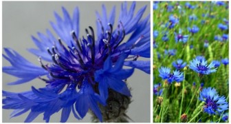 Scopri i fiordalisi: fiori dall'aspetto raffinato ma rustici e facili da coltivare