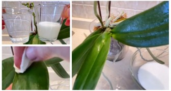 Orchidee con le foglie sempre lucide e sane? Usa il latte!