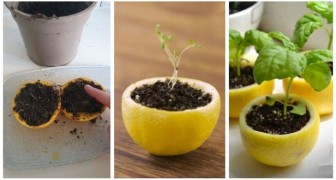 Utilisez l'écorce de citron comme pots pour faire pousser de nouvelles plantes à partir des pépins !
