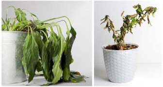 Moet je planten verplanten of overpotten? Neem een paar tips om te voorkomen dat ze verwelken
