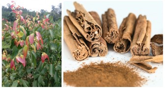 Hoe kaneel kweken, een exotische plant met een bedwelmende geur