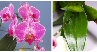 Wil je orchideeën met weelderige groene bladeren? Gebruik citroensap!