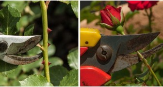 Potare le rose a fine inverno: i consigli per avere piante sane e belle