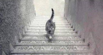 Optische Täuschung: Siehst du die Katze die Treppe hinauf oder hinunter gehen? Die Antwort sagt eine Menge über dich aus