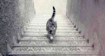 Do you see the cat going up or down the stairs? The answer may reveal much about your character