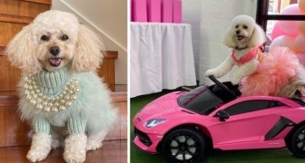 Coco, la chienne la plus gâtée du web : elle a une garde-robe de créateur, des bijoux précieux et une petite Lamborghini