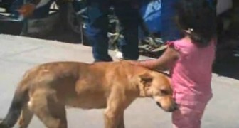 En 3-årig flicka tappar bort sig på vägen hem men hennes hund hjälper henne att hitta hem (+VIDEO)