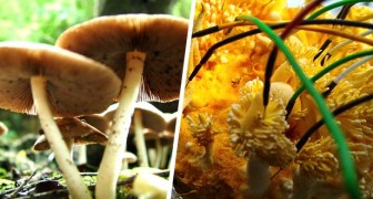 I funghi potrebbero parlare tra di loro utilizzando circa 50 parole: lo afferma uno studio