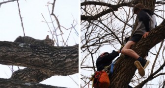 Er klettert auf einen Baum, um eine Katze zu retten, aber die Feuerwehr kommt, um ihn zu retten
