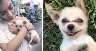 Trovano un cucciolo abbandonato nel bagno di un aeroporto e una lettera commovente: Abbiate cura di lui