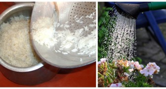 Gooi het water van de rijst niet weg: wist je dat het een uitstekende gratis plantenmeststof is?