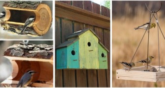 Vogelhäuser und Futterhäuschen: Bauen Sie Ihre eigenen mit lustigen DIY-Projekten!
