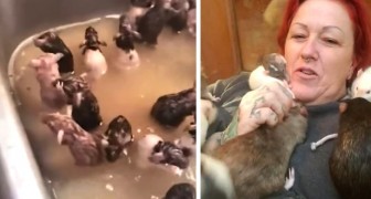 Ze leeft met 50 muizen in huis: ze zijn heel sociaal en baden in de gootsteen in de keuken (+ VIDEO)